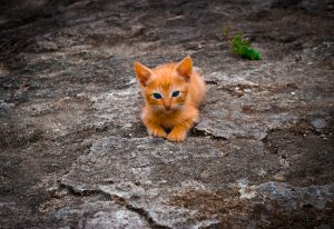 夢に猫が出てきたらラッキー 夢占いからのメッセージ 夢占い Com