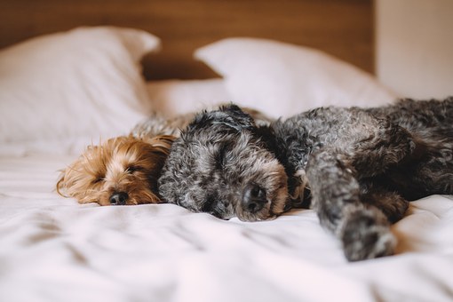 犬の夢はラッキーシンボル 毛色や状況別に見る夢の意味 夢占い Com