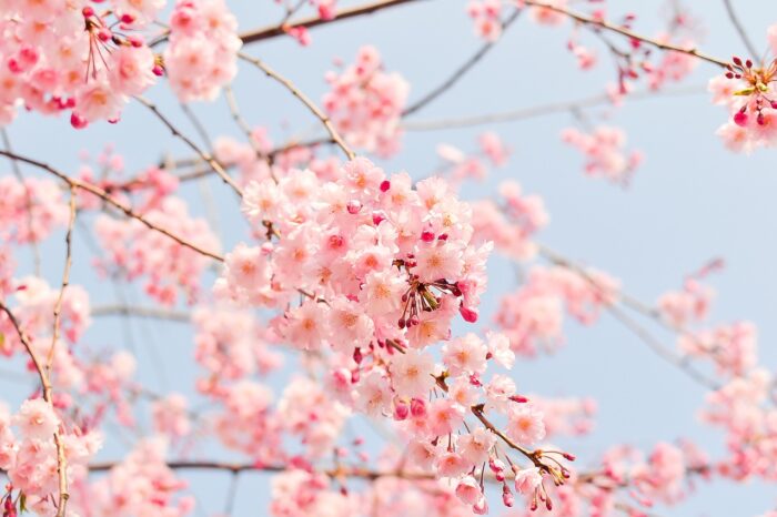 満開の桜は幸運のピーク？桜の開花状況等で見える夢占いの結果