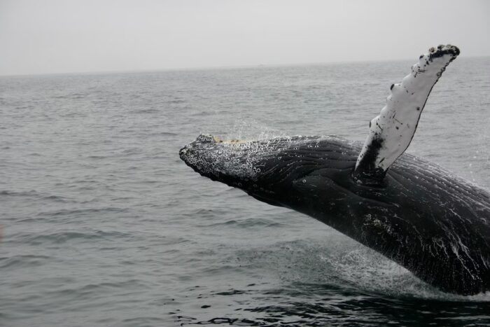 【クジラの夢占い】大きな力や可能性、豊かさ、環境の変化を暗示する？