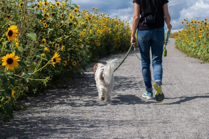 犬の散歩の夢があなたに伝える、人間関係のヒント